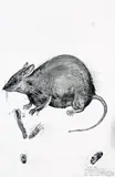 Western Mouse by Brett Whiteley, 1992, watercolour and ink on paper, sold Nov 2007