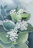 Flower Study by Ellis Rowan, watercolour and gouache on paper, offered Nov 2007