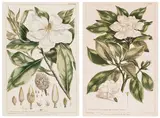 Pair of Botanical Engravings, Magnolia / Jasminum by Philip Miller, coloured engraving on paper, sold Oct 2021
