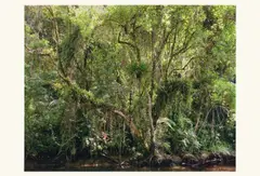 Paradies by Thomas Struth, 2004, Original-Kartonmappe mit 6 pigmentierten Tintenstrahldrucken, jeweils auf leichtem Karton, und Textblatt, sold May 2011