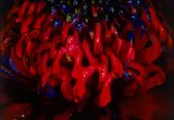 Aus der Serie „Painting Flower by Nobuyoshi Araki, 2004, Cibachrome-Abzug, 2010, sold Dec 2024