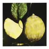 Three Lemons by Donald Sultan, Screenprint in colors on wove paper, sold Jul 2024