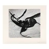 Kelp by Brett Weston, Gelatin silver print, sold Jul 2024