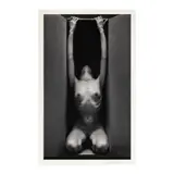 In the Box - Vertical by Ruth Bernhard, Gelatin silver print, sold Jul 2024