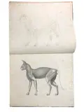 Anatomie Descriptive et Comparative du Chat, Atlas vol by Natural History.- Straus-Durckheim, print (other), offered Mar 2023