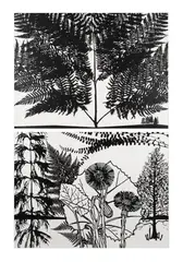 Black Dahlias by Paul Morrison, pencil, sold Oct 2021