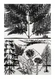 Black Dahlias by Paul Morrison, pencil, sold Oct 2021