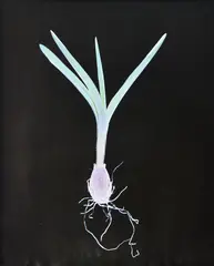 Bluebell (bulb) No by Susan Derges, photograph, sold Oct 2021