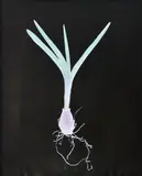 Bluebell (bulb) No by Susan Derges, photograph, sold Oct 2021