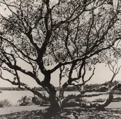 Frangipani tree by Russel Wong, print, sold Oct 2021