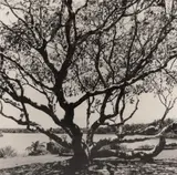 Frangipani tree by Russel Wong, print, sold Oct 2021
