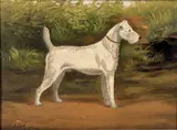 The celebrated Wire Haired Terrier Alport Frost by J. Stevenson, 1902, Oil on board, offered Aug 2021