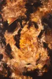 Tommy by R. J. Hitchcock, oil, offered Aug 2021