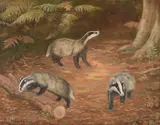Three badgers in a wood clearing by Madeline Selfe, Oil on board, offered Aug 2021