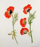 Poppy Study Screenprint Signed, pp proof 44 x 37cm (17¼ x 14½ in.) Frame 68 by 56.5cm Condition Report: Good- slight paper cockling Condition Report Disclaimer by Elizabeth Blackadder, Screenprint, sold Aug 2021