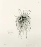 Orchidaceae Taeniophyllum Latipetulum, 2003 by Elizabeth Blackadder, Etching, offered Aug 2021
