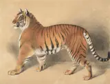 A tiger by Thomas Landseer, 1864, oil, sold Jul 2021
