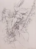 Study of foxgloves by Clifford Eric Martin Hall, pencil on paper, offered Jul 2022