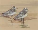 British Grey Plover by Roland Green, watercolour, sold Jul 2022