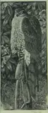 Limited edition monochrome wood engraving on by Charles Frederick Tunnicliffe, engraving, offered Jul 2021