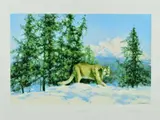 Mountain lion by David Shepherd, print, sold Aug 2018