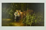 'INTO THE SUNLIGHT, THERE CAME A TIGER', a limited edition by David Shepherd, print, sold Aug 2018