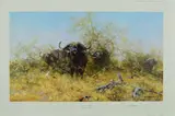 Egrets and friends by David Shepherd, print, sold Aug 2018