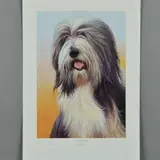 Bearded collie by Nigel Hemming, print, sold Aug 2018