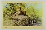 The sentinel by David Shepherd, print, sold Aug 2018