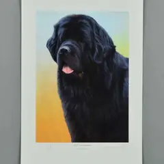 Black newfoundland by Nigel Hemming, print, sold Aug 2018