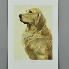 Golden retriever by Nigel Hemming, print, sold Aug 2018