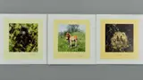 Baby gorilla by David Shepherd, print (other), sold Aug 2018