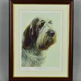 Brown roan italian spinone by Nigel Hemming, print, sold Jul 2018