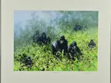 'In The Mists of Rwanda', A Limited Edition print, 15/250, of a Troop of by David Shepherd, print, sold Jul 2018