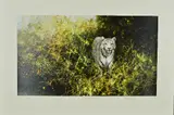 'The White Tiger of Rewa', A Limited Edition print, 269/350, by David Shepherd, print, sold Jul 2018