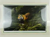 'Cooling Off', A Limited Edition print of a Tiger wading through by Spencer Hodge, print, sold Jul 2018