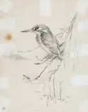 Kingfisher Signed with initials Pencil 24 by Gordon Beningfield, Pencil, sold Nov 2017