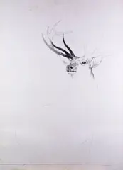 Study of a stag, squared for transfer Signed and dated 1973 Pencil on board unframed 113 x 81cm-- by Bryan Organ, 1973, Pencil on board unframed, sold Nov 2017