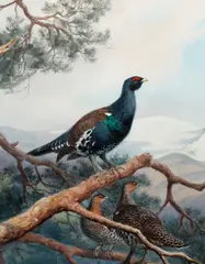 Black grouse on a pine branch in a mountainous landscape by John Cyril Harrison, watercolour, sold Nov 2013