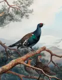 Black grouse on a pine branch in a mountainous landscape by John Cyril Harrison, watercolour, sold Nov 2013