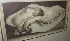 Tigers skull by John Landseer, watercolour, sold Aug 2013