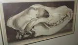 Tigers skull by John Landseer, watercolour, sold Aug 2013