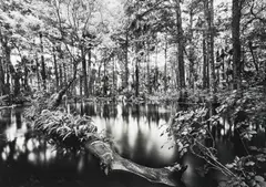 Loxahatchee River #1 by Clyde Butcher, 1991, silver gelatin print on glossy fiber base paper, sold Jun 2021
