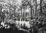 Loxahatchee River #1 by Clyde Butcher, 1991, silver gelatin print on glossy fiber base paper, sold Jun 2021