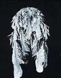 Snowy Owl 6 by David Noonan, 2002, gouache on canvas board, sold Aug 2008
