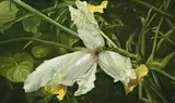Iris by Elisabeth Kruger, 2000, oil on linen, sold Apr 2009