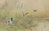 Chien levant un couple de canard by Fernand Maissen, Aquarelle signée en bas à droite, sold Apr 2022