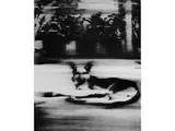 Hund (nach Einer Farbserigrafie von 1965) by Gerhard Richter, offset lithograph, sold Mar 2026