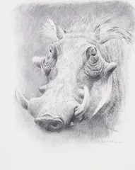 Warthog by Robert Bateman, 1997, pencil on paper, sold Sep 2021