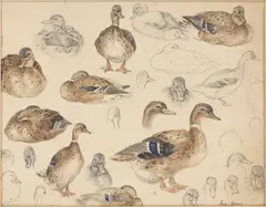 Entenstudien by August Gaul, Bleistift und Aquarell auf Papier, sold Aug 2020